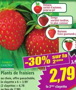 Norma Plants de fraisiers offre