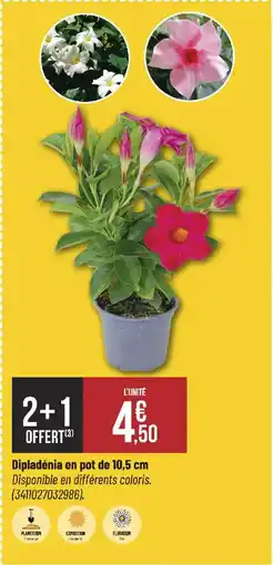 Bricorama Dipladénia en pot de 10,5 cm offre