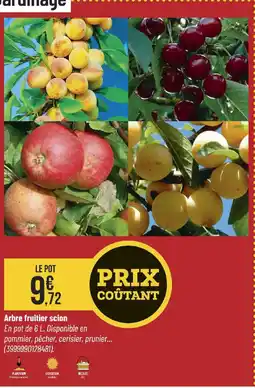Bricorama Arbre fruitier scion offre