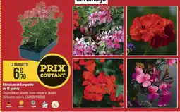 Bricorama Géranium en barquette de 10 godets offre