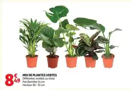 Auchan MIX DE PLANTES VERTES offre