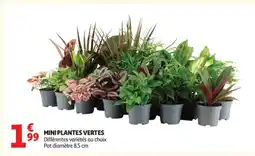 Auchan Mini Plantes Vertes offre