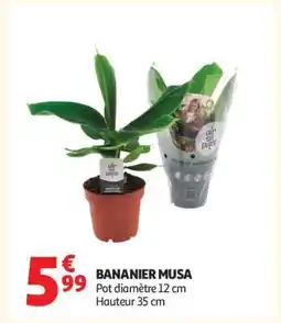 Auchan BANANIER MUSA offre