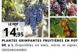 Bricorama PLANTES GRIMPANTES FRUITIÈRES EN POT DE 3 L offre