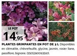 Bricorama PLANTES GRIMPANTES EN POT DE 3 L offre