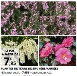 Bricorama PLANTES DE TERRE DE BRUYÈRE VARIÉES offre