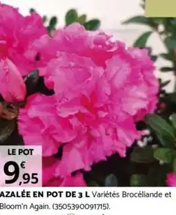 Bricorama AZALÉE EN POT DE 3 L offre