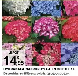 Bricorama HYDRANGEA MACROPHYLLA EN POT DE 5L offre