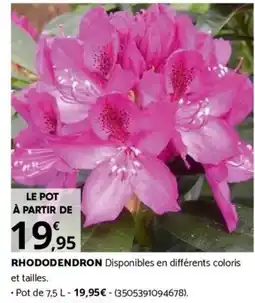 Bricorama RHODODENDRON offre