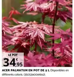 Bricorama ACER PALMATUM EN POT DE 5 L offre