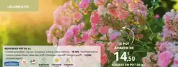 Bricorama ROSIERS EN POT DE 3 L offre
