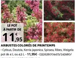 Bricorama ARBUSTES COLORÉS DE PRINTEMPS offre