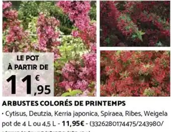 Bricorama ARBUSTES COLORÉS DE PRINTEMPS offre