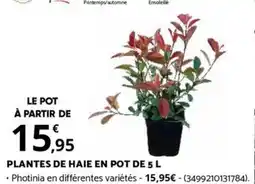 Bricorama PLANTES DE HAIE EN POT DE 5 L offre
