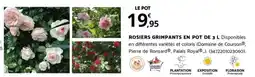 Bricorama ROSIERS GRIMPANTS EN POT DE 3 L offre