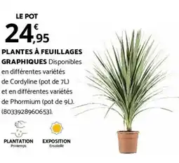 Bricorama PLANTES À FEUILLAGES GRAPHIQUES offre