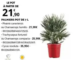 Bricorama PALMIERS POT DE 7 L offre