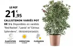 Bricorama CALLISTEMON VARIÉS POT DE 7 L offre
