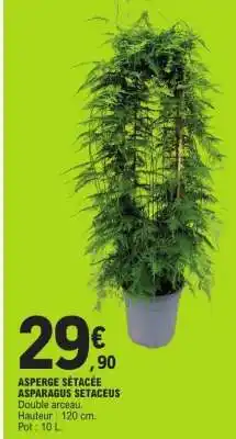 E.Leclerc ASPERGE SÉTACÉE ASPARAGUS SETACEUS offre