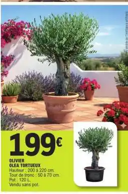 E.Leclerc OLIVIER OLEA TORTUEUX offre