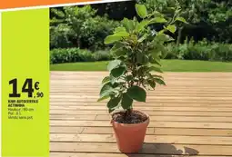 E.Leclerc KIWI AUTOFERTILE ACTINIDIA offre