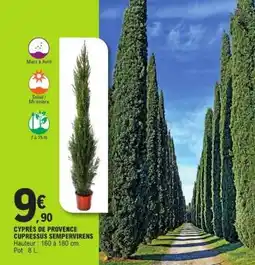 E.Leclerc CYPRÈS DE PROVENCE CUPRESSUS SEMPERVIRENS offre