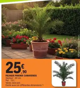 E.Leclerc PALMIER PHOENIX CANARIENSIS offre