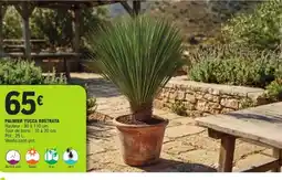 E.Leclerc PALMIER YUCCA ROSTRATA offre