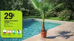 E.Leclerc PALMIER TRACHYCARPUS FORTUNEI offre