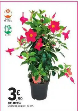 E.Leclerc Dipladenia offre