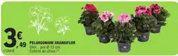 E.Leclerc PELARGONIUM GRANDIFLOR offre
