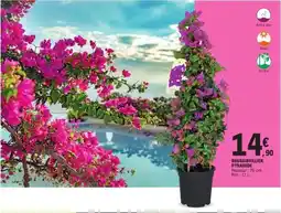 E.Leclerc Bougainvillier Pyramide offre