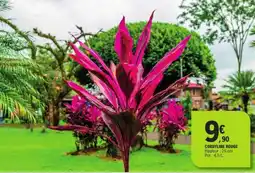 E.Leclerc CORDYLINE ROUGE offre