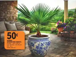E.Leclerc Palmier Washingtonia Robusta offre