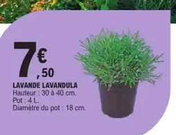 E.Leclerc LAVANDE LAVANDULA offre