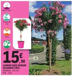 E.Leclerc LAURIER ROSE NERIUM OLEANDER COPA offre