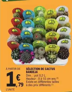 E.Leclerc SÉLECTION DE CACTUS BANDEJA offre