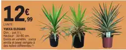 E.Leclerc YUCCA ELEGANS offre