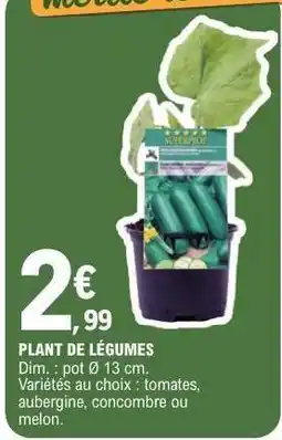 E.Leclerc PLANT DE LÉGUMES offre
