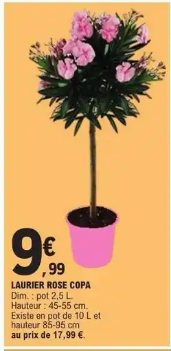 E.Leclerc LAURIER ROSE 'COPA' offre