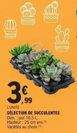 E.Leclerc SÉLECTION DE SUCCULENTES offre
