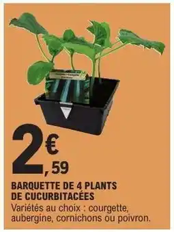 E.Leclerc BARQUETTE DE 4 PLANTS DE CUCURBITACÉES offre