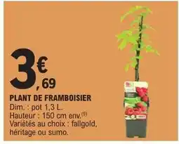 E.Leclerc PLANT DE FRAMBOISIER offre