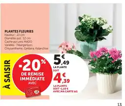 Bi1 Plantes fleuries offre