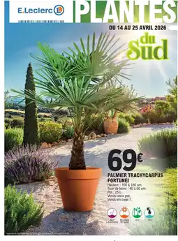 E.Leclerc Palmier trachycarpus fortunel offre