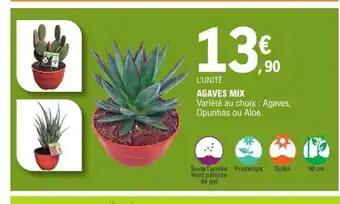 Agaves mix