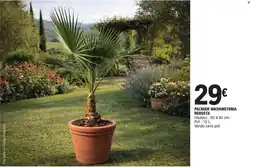 E.Leclerc Palmier washingtonia robusta offre