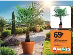 E.Leclerc Palmier trachycarpus fortunei offre