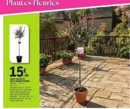 E.Leclerc Saule crevette salix hakuro nishiki offre