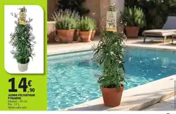 E.Leclerc Jasmin polyanthum pyramide offre